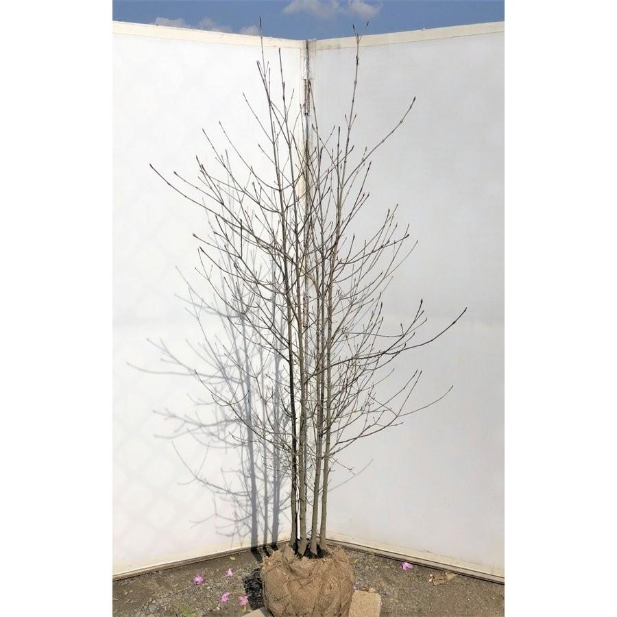 ヤマボウシ 株立ち 約2.2m 美樹形株 超特大株 植木苗木大苗 山法師