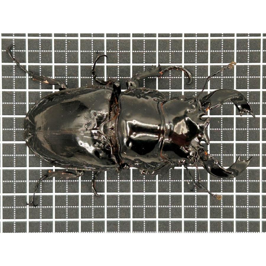 K-ZERO ブロック クヌギ 100%×カワラ菌 dda クワガタ 幼虫 菌糸 エサ