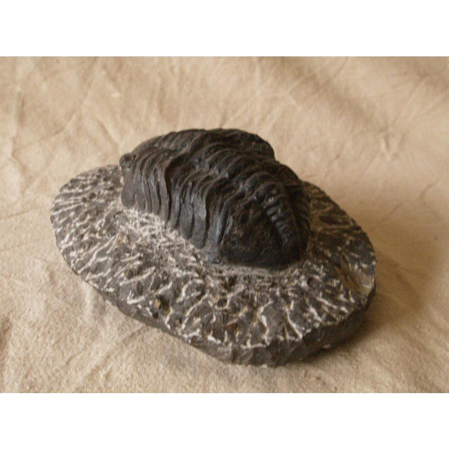 稀少珍品 デボン紀 三葉虫化石 奇形 母岩付14cm1.1kg Trilobite