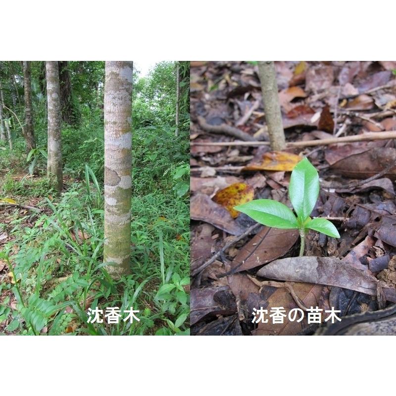 無添加ベトナム産高級沈香線香 シャム香 沈香 沈水香木／伽羅や白檀