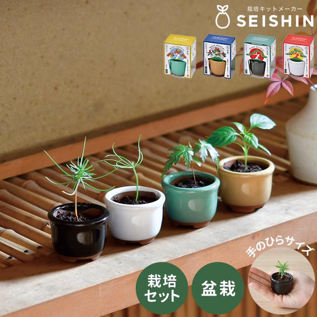 栽培キット 栽培セット 聖新陶芸 HACO MAME 盆栽栽培セット GD-965