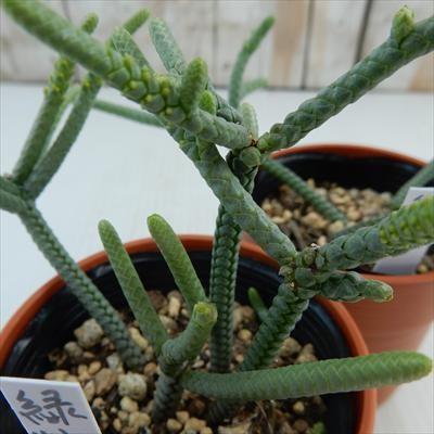 多肉植物 oriクラッスラ 緑蛇 クラッスラ 6cmポット : フラワーネット