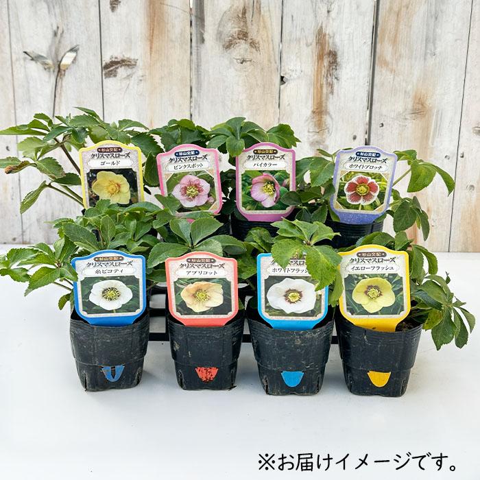 クリスマスローズ苗 ゴールド 杉山交配 9cmポット 宿根草 ガーデニング