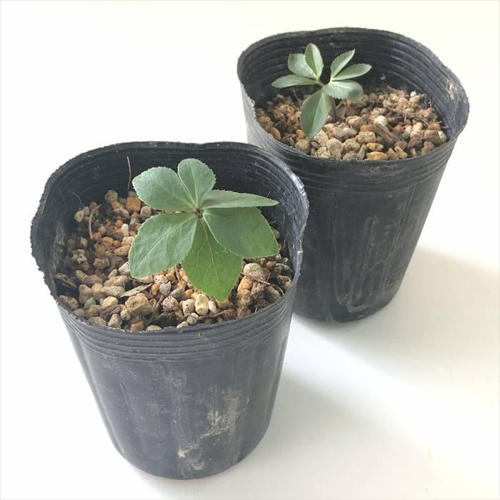 日本花キ流通 原種クリスマスローズ苗 オドルス 実生苗 9cmポット 香り