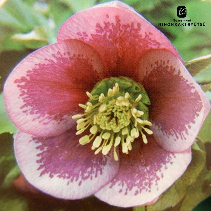 クリスマスローズ苗 シングルピンクブロッチ 杉山交配 9cmポット