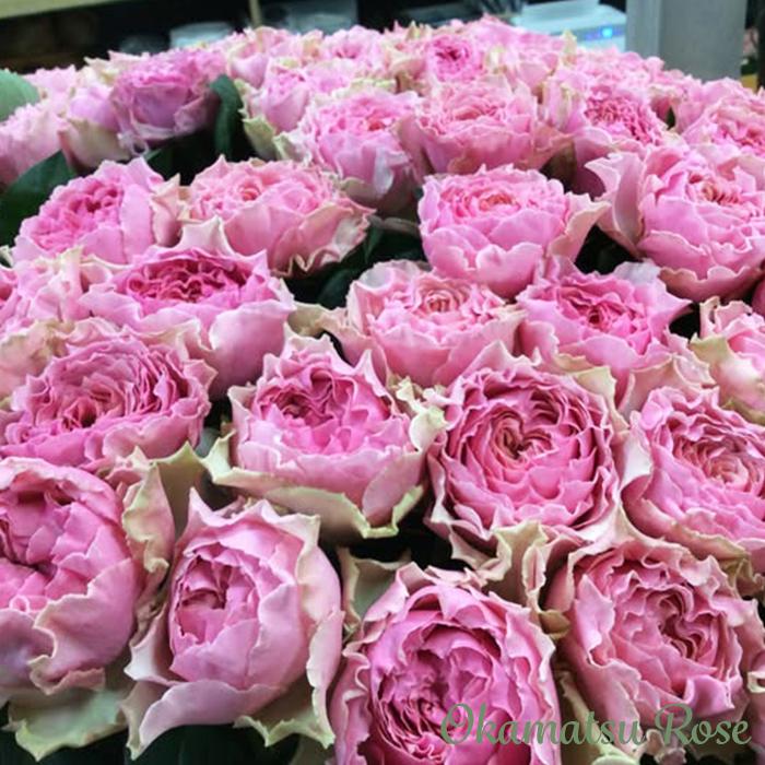 予約販売 バラ苗 バラ新苗 カーム波 契約品種 薔薇 ばら 国産苗 岡松