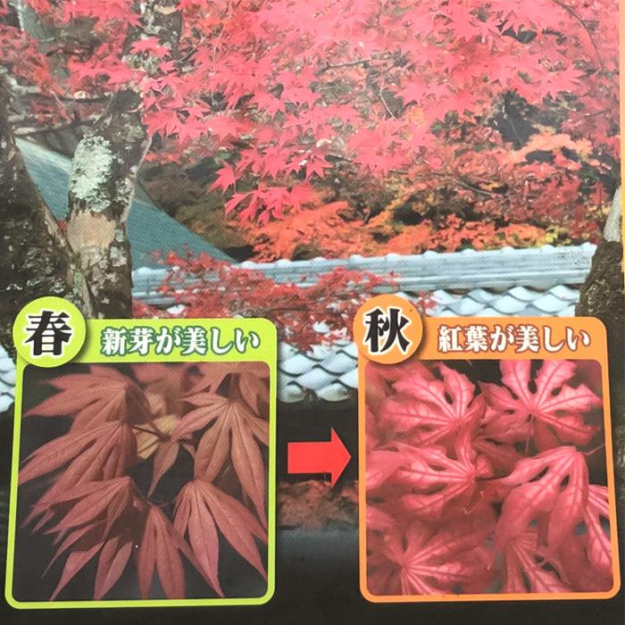 日本花キ流通 予約販売 もみじ 紅鴫立沢 12cmポット 接木苗 紅葉