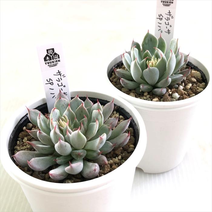 多肉植物 yukエケベリア ザラゴーサspノバ 優木園さんの苗 送料無料