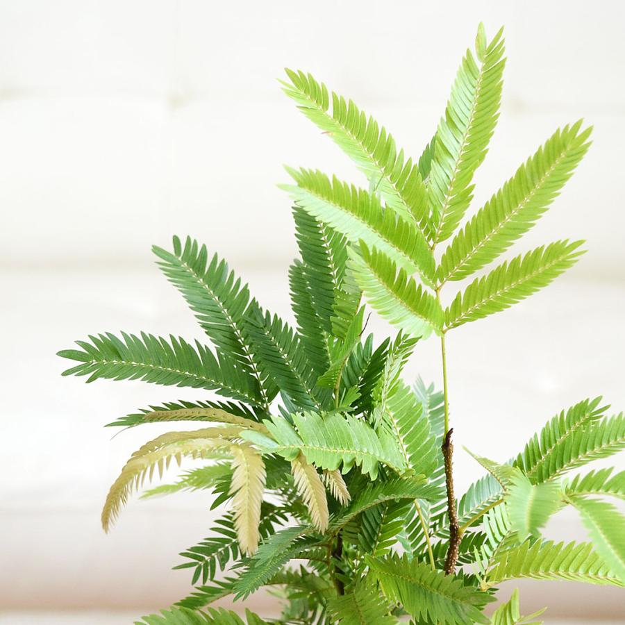 観葉植物 エバーフレッシュ キューブ陶器鉢植え ネムノキ ホワイト 白