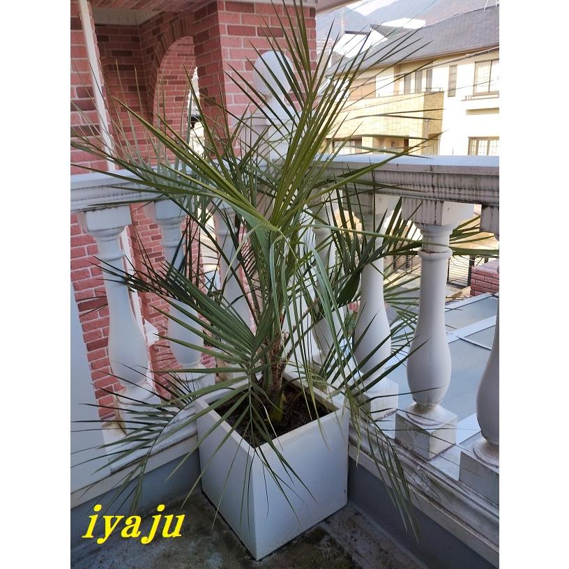 ココスヤシ 10号 耐寒性観葉植物 スクエアデザイン鉢植え リゾート