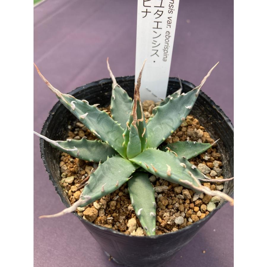 アガベ・ユタエンシス・エボリスピナ : 日本ライン花木センターYahoo