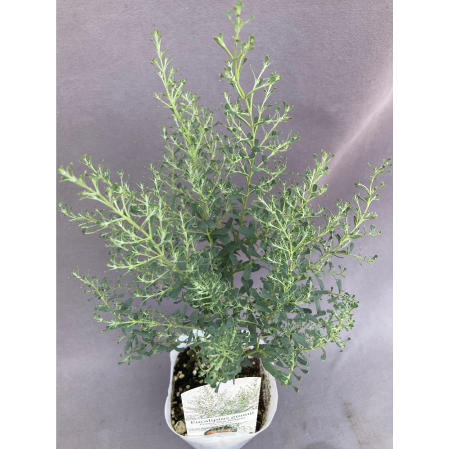 ユーカリ・グニー【フランスブルーレンガン】4号 : 日本ライン花木