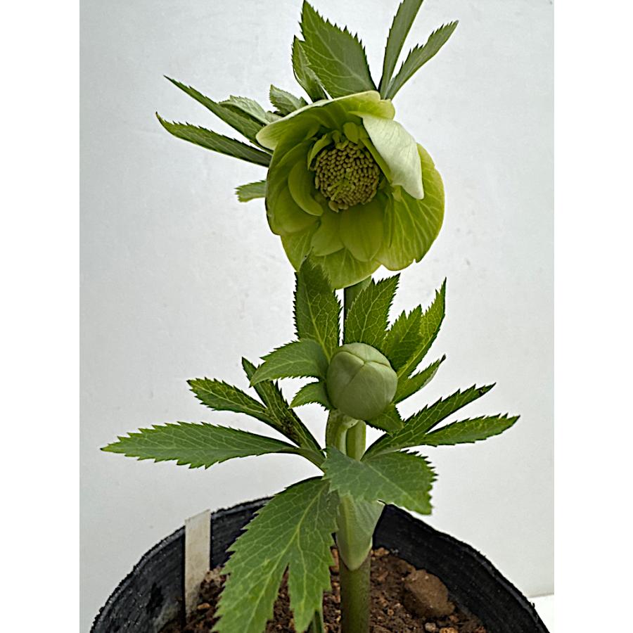 クリスマスローズ 開花苗 066 グリーンセミダブル リグリクス交配 : 花