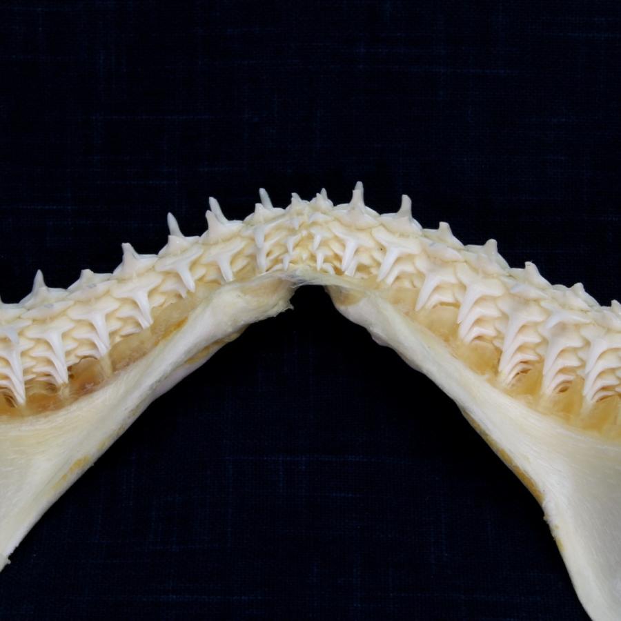 サメ 標本】カマストガリザメNo.28 顎骨標本 サメの歯 コレクション