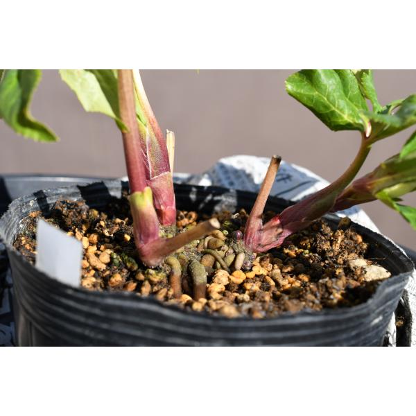 クリスマスローズ開花株 SS両面絞り咲きゴールド 110 現品限り : 金井