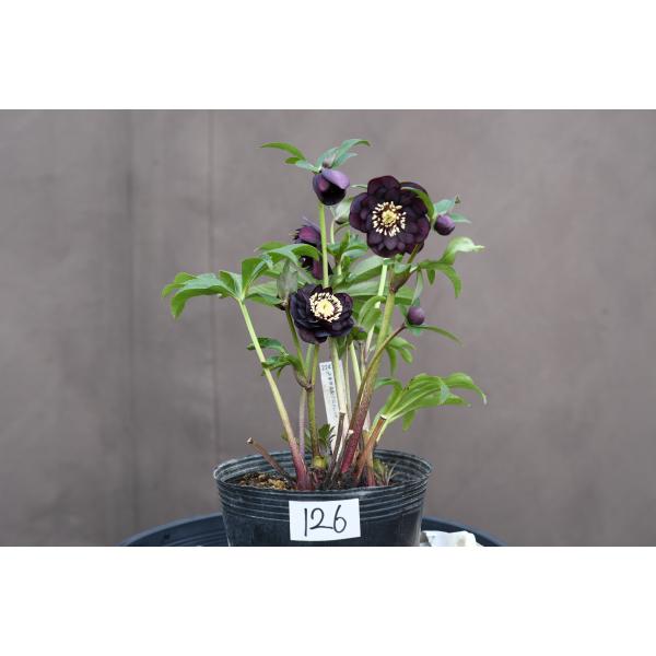 クリスマスローズ開花株 DD赤蕊ダークレッド 126 現品限り : 金井園芸