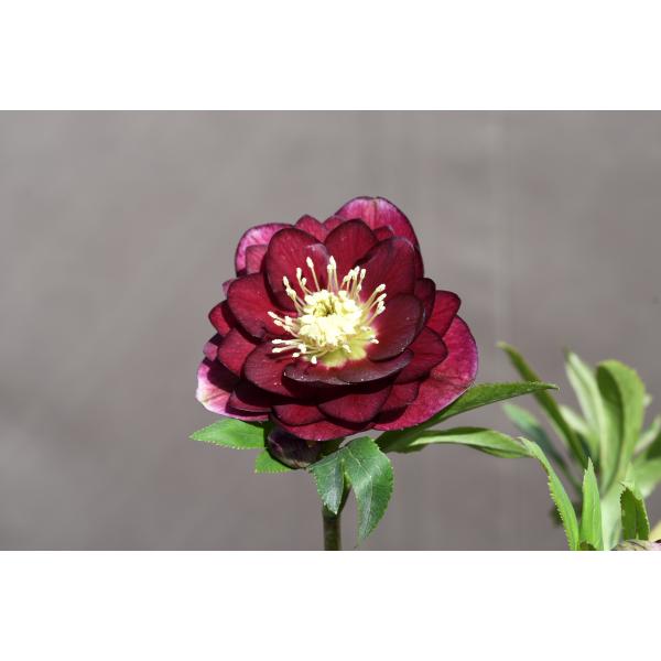 クリスマスローズ開花株 DDグロッシーカラー☆グロスレッド 360 現品