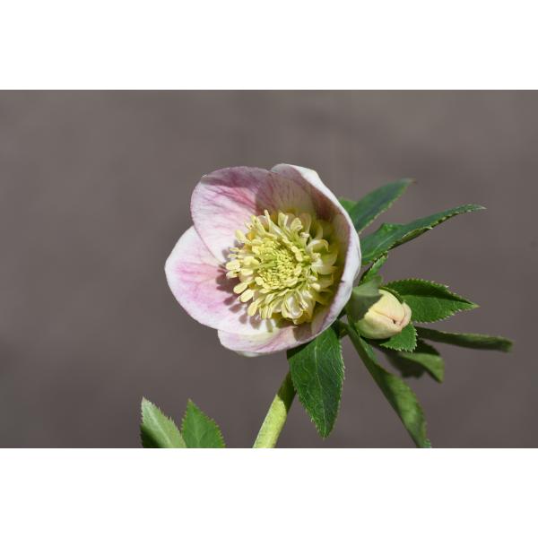 クリスマスローズ開花株 SDプリマヴェーラ 280 現品限り : 金井園芸