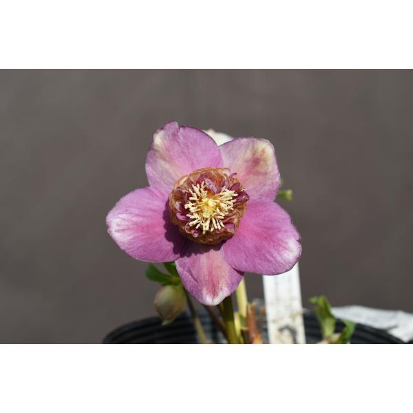 クリスマスローズ開花株 SDゴールドモーリー 413 現品限り : 金井園芸