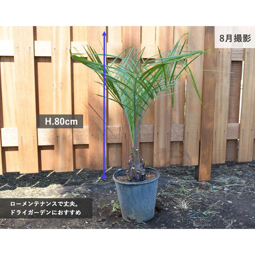 ココスヤシ ヤタイヤシ ドライガーデン シンボルツリー 南国 常緑