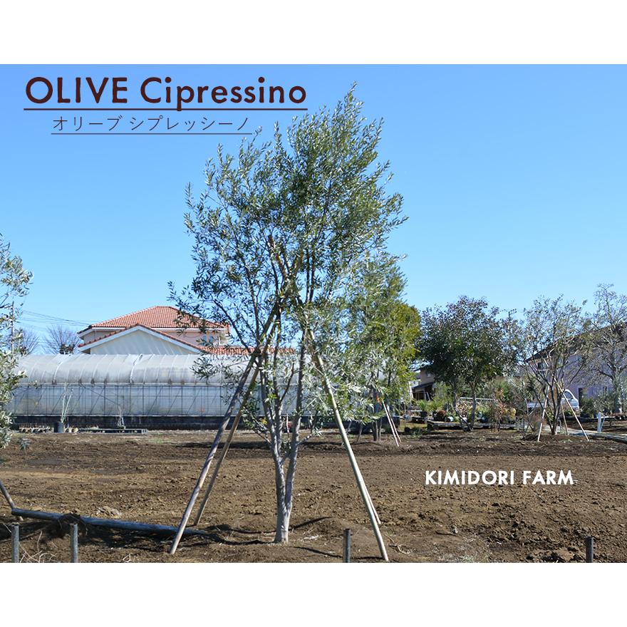 国産 オリーブ シプレッシーノ cipressino 現品 植木 庭木 大型 約