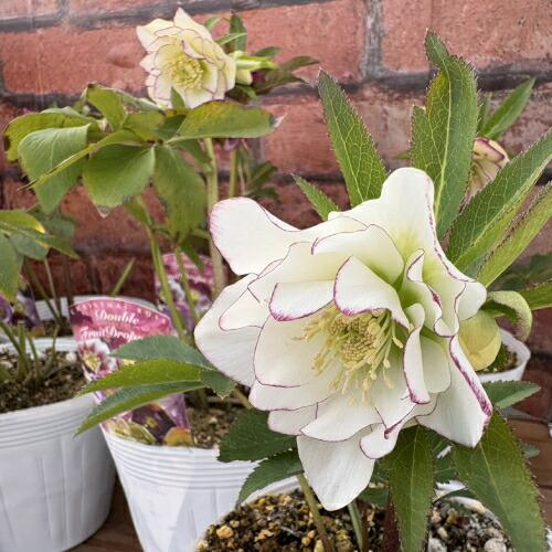 特価品 クリスマスローズ開花株 半八重〜八重咲き フルーツドロップ