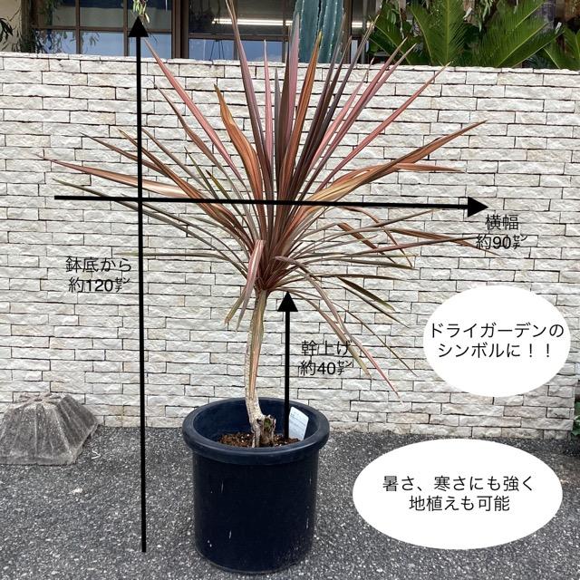 観葉植物 コルジリネ コーヒークラシック インテリア 素敵なプランツ