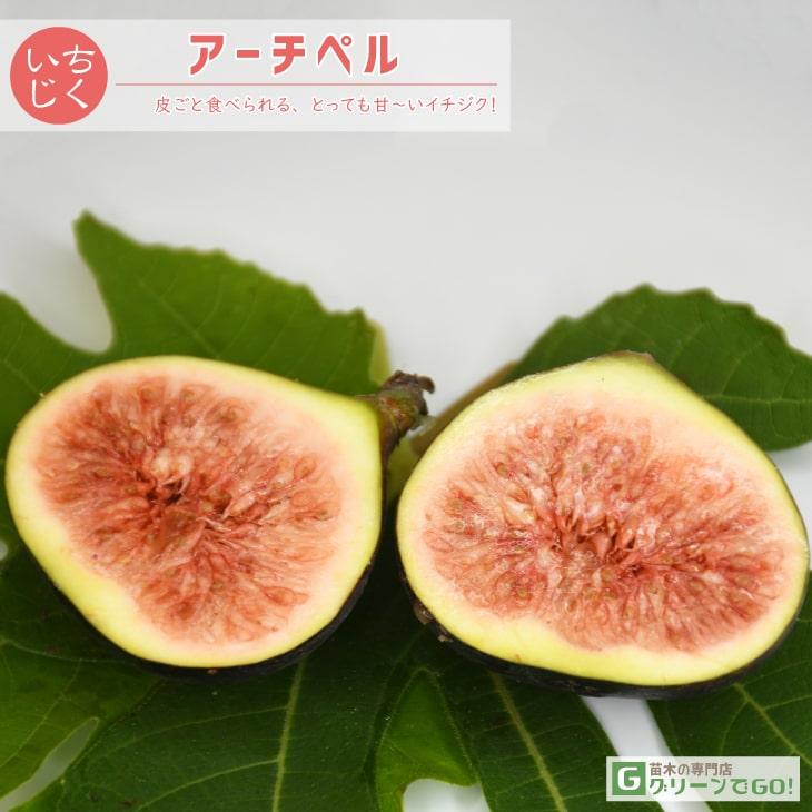 イチジク 苗 【アーチペル】 1年生 挿し木 ポット苗 : 苗木の専門店