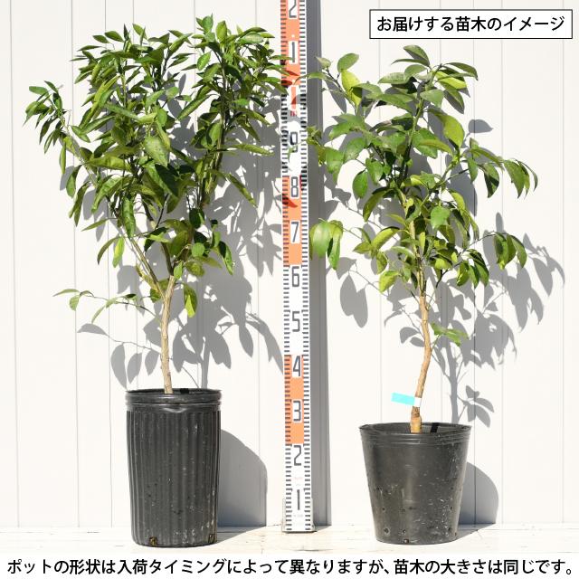 デコポン 苗木 【デコポン （不知火）】 3年生 接ぎ木 約1.0m 大苗