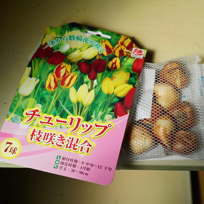 チューリップ 枝咲き混合 球根 （5球入り） （植え付け時期12月下旬