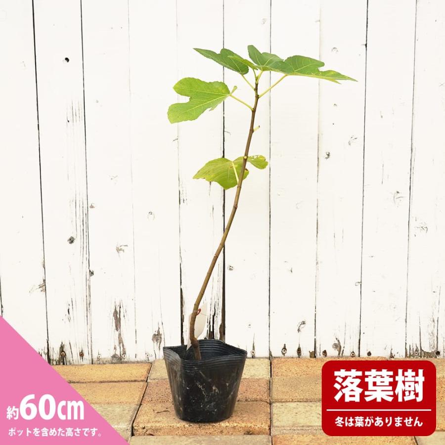 いちじく プレコス 1年生挿し木苗 : 苗木部 花ひろばオンライン - 通販