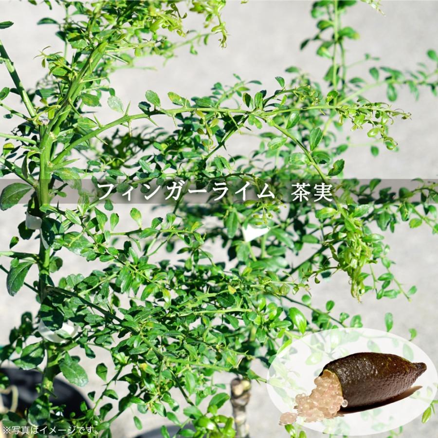 フィンガーライム 苗 茶実 1年生 ポット苗 接木苗 : 苗木部 花ひろば