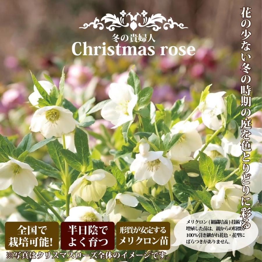 アシュードララオレンジ 一重咲きクリスマスローズ 3号ポット 苗