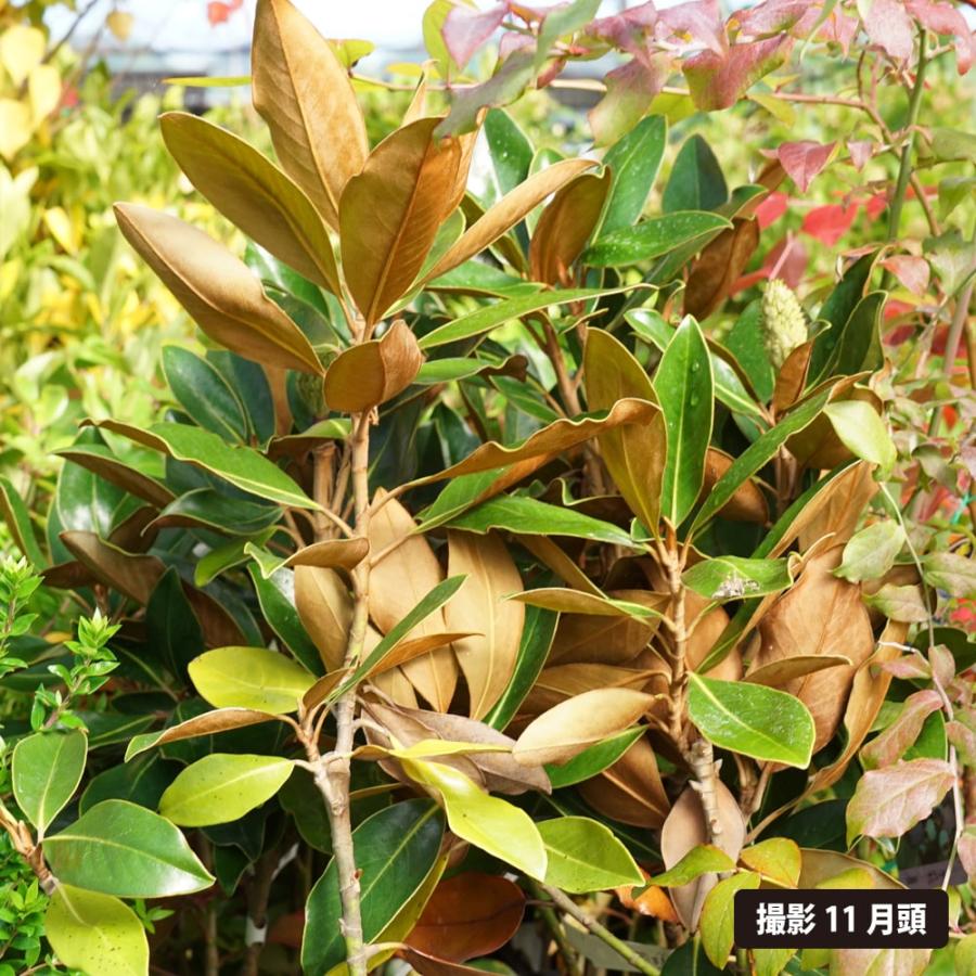 わい性タイサンボク リトルジェム 接木ポット苗 : 苗木部 花ひろば