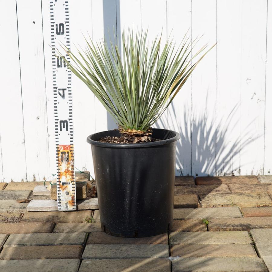 数量限定 ロストラータ ハイブリッドユッカ 耐寒性南欧風プランツ