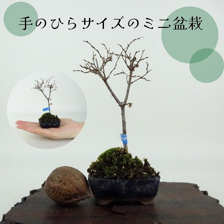 盆栽 欅 ミニ盆栽 樹高 約10cm けやき Zelkova serrata ケヤキ 紅葉