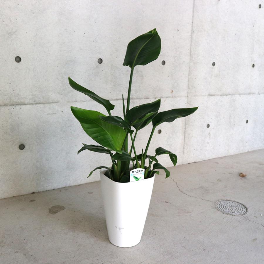 ITANSE 観葉植物 ストレリチア・オーガスタ 8号鉢 Mサイズ 1個 人気
