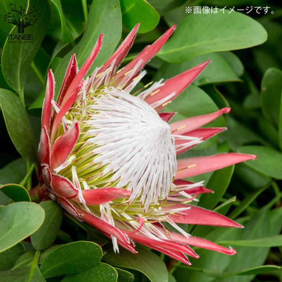 ITANSE キングプロテア リトルプリンス 花苗 6号鉢大苗 1個売り 花の苗