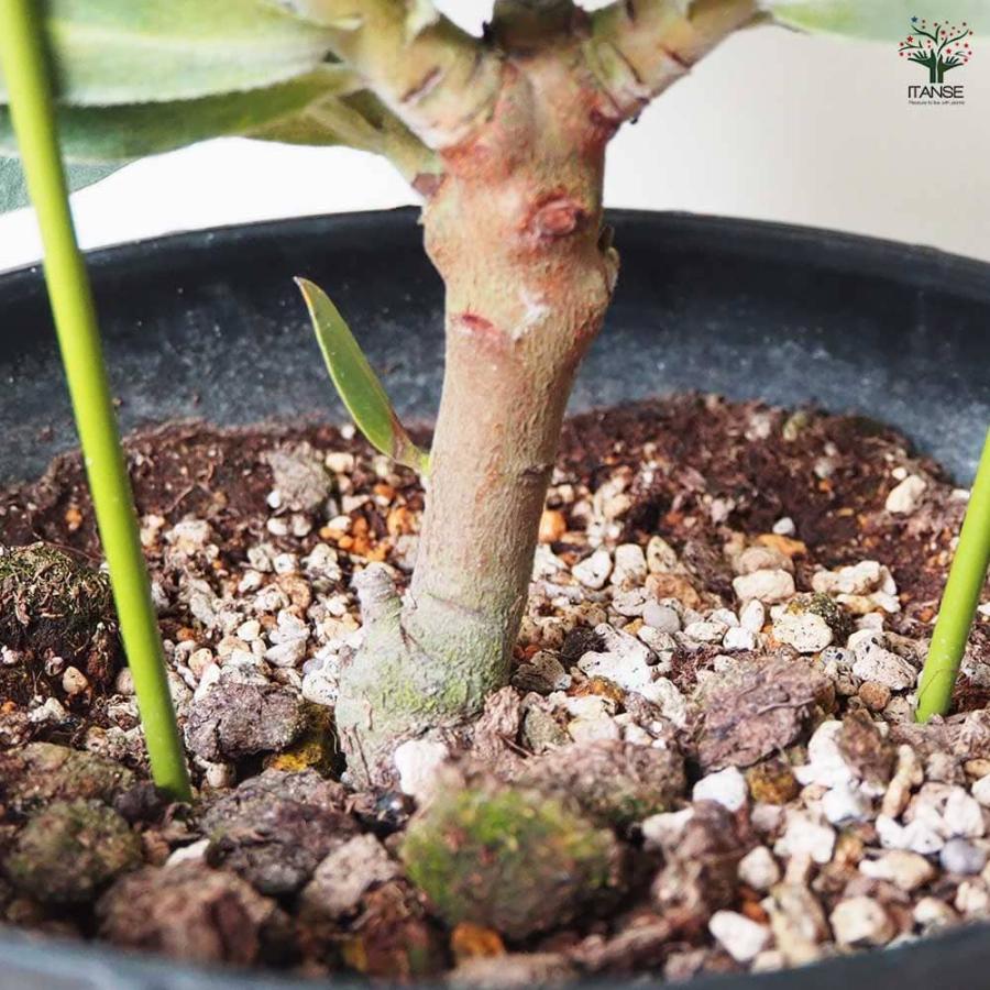 プロテア スペシャルピンクアイス 【花木苗 7号鉢／1個売り