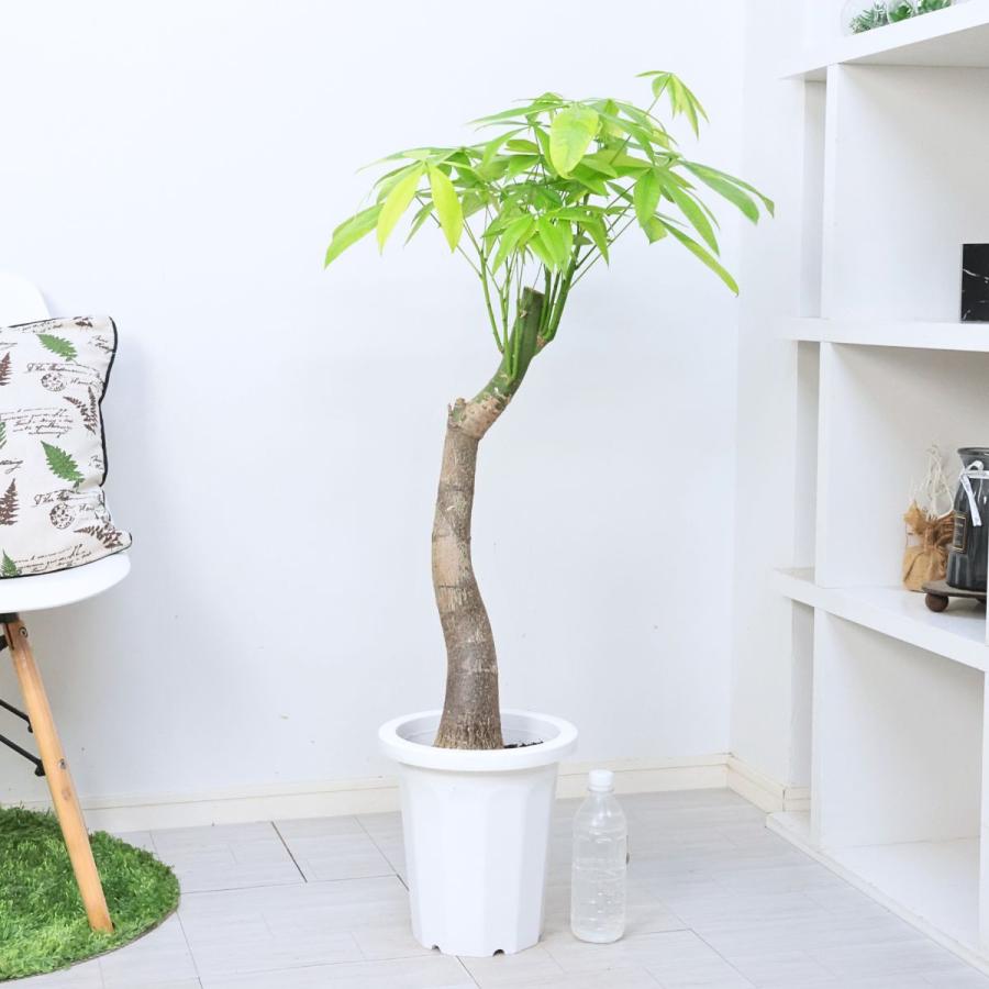 観葉植物 斑入り 実生 パキラ ムーンライト 8号鉢 高さ約105cm前後