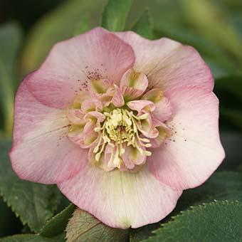 クリスマスローズ (セミダブル/ピンク系)3.5〜4寸苗 : 岩崎園芸ネット