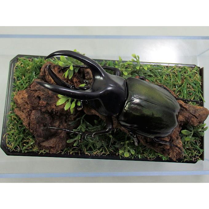 モーレンカンプ オオカブト♂96（レプリカ標本） : オオクワ京都昆虫