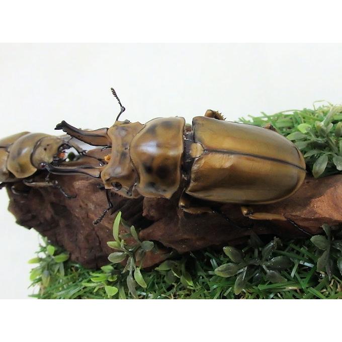 オウゴンオニクワガタ♂70＋♀51(ジオラマ標本) : オオクワ京都