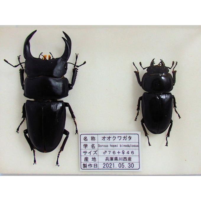 オオクワガタ♂76＋♀46（クワガタ標本） : オオクワ京都昆虫館