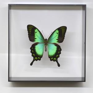 蝶の標本 ヘリボシアオネアゲハ P.lorquinianus ブラックフレーム