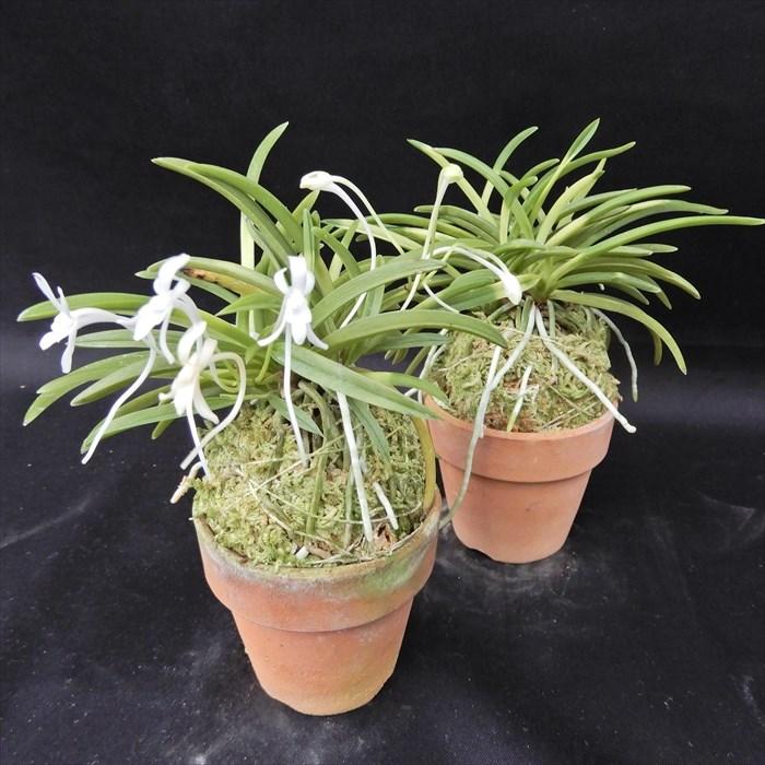 富貴蘭 紀州雪虎 2.5号鉢 フウキラン 風蘭 古典植物 山野草 kih : レイ