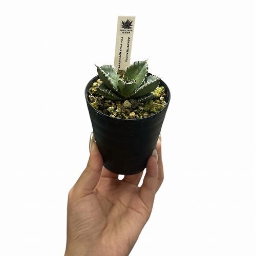 希少！ 多肉植物 アガベ チタノタ 南アフリカ ダイヤモンド(SAD) 3号