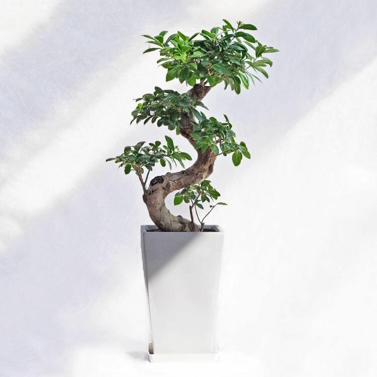 観葉植物 ガジュマル（曲げ） / 7寸・約W 35cm×H70〜90cm : ライフエコ