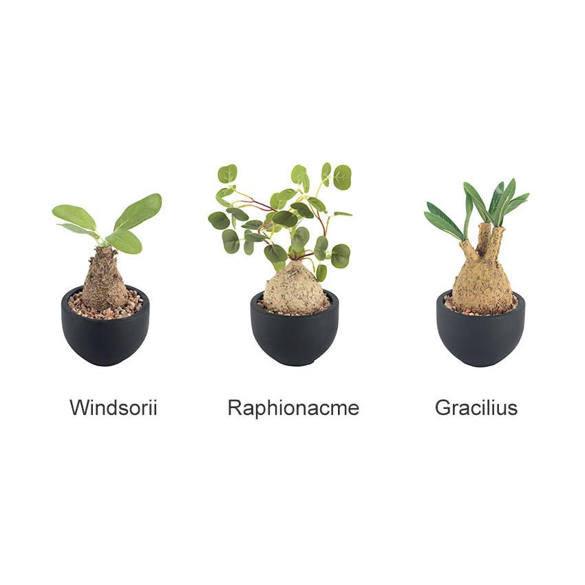 CT触媒 コーデックスS 塊根植物 多肉植物 おしゃれ フェイクグリーン