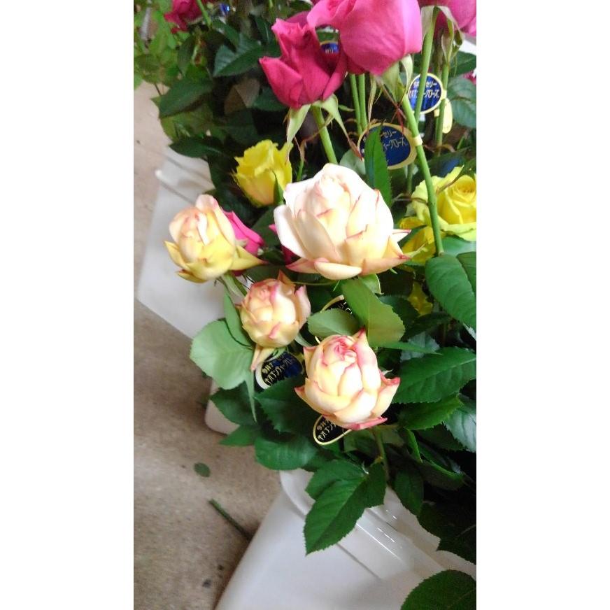バラ苗 ティアユニーク4号 今井清作出 切り花品種接ぎ木（植え替えず